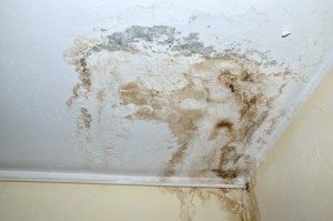 Image for Mold Prevention post