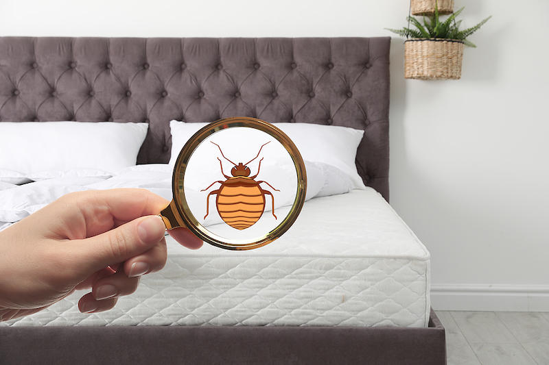 Bedbug Reporting for NYC Landlords