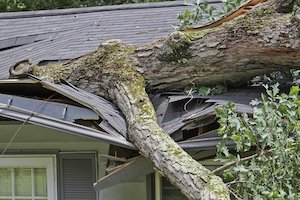 Image for Fallen Trees and Insurance post