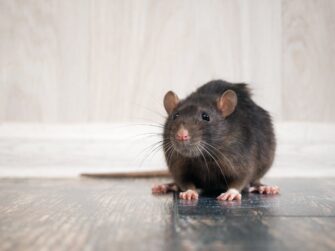 Integrated Pest Management tips and benefits