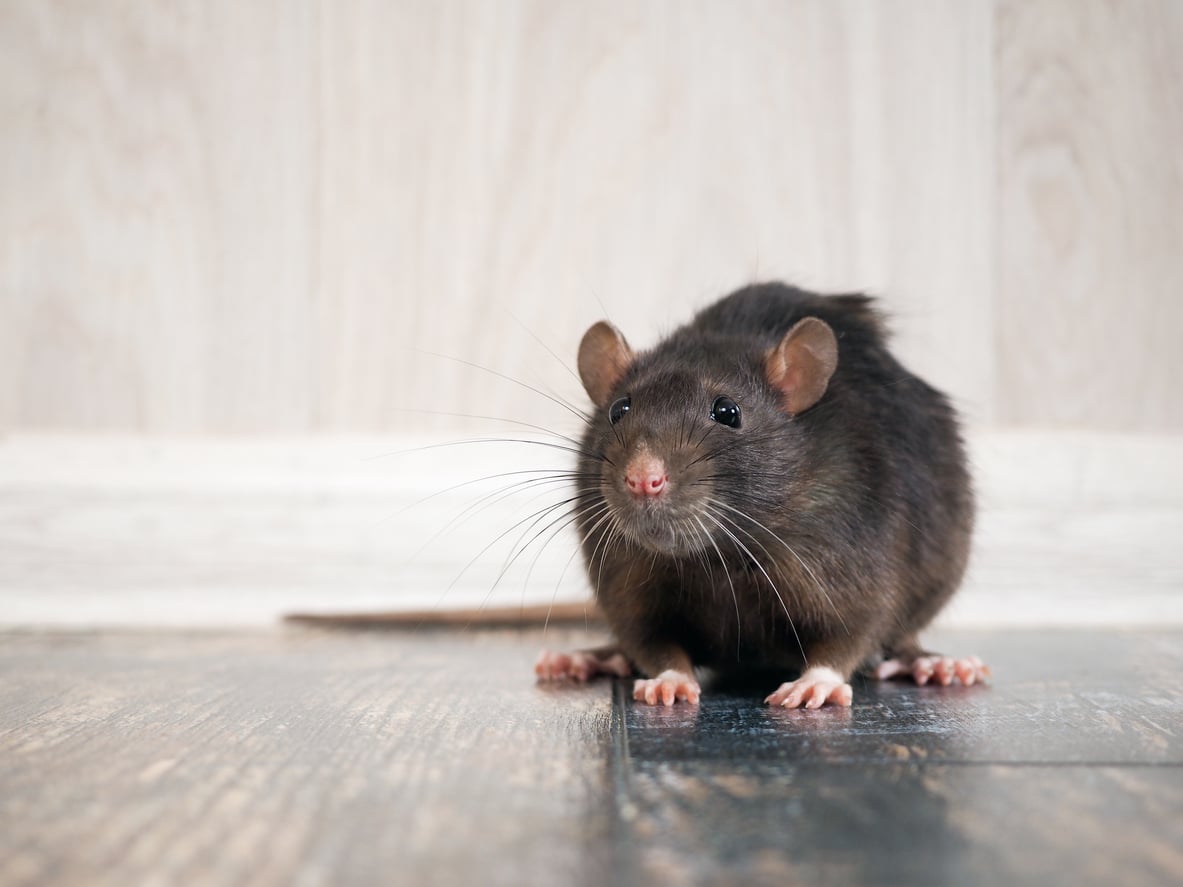 Integrated Pest Management tips and benefits