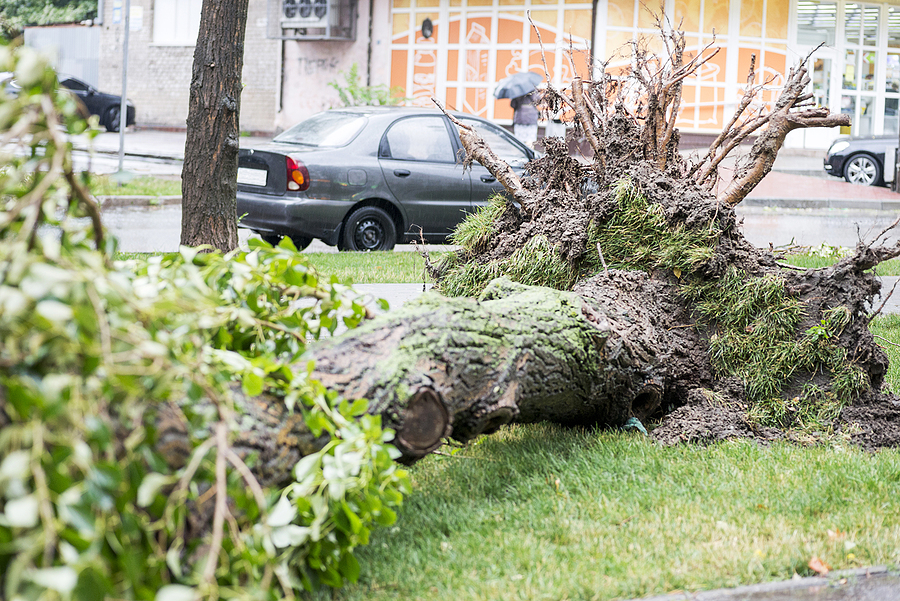 What to know about storms and tree damage