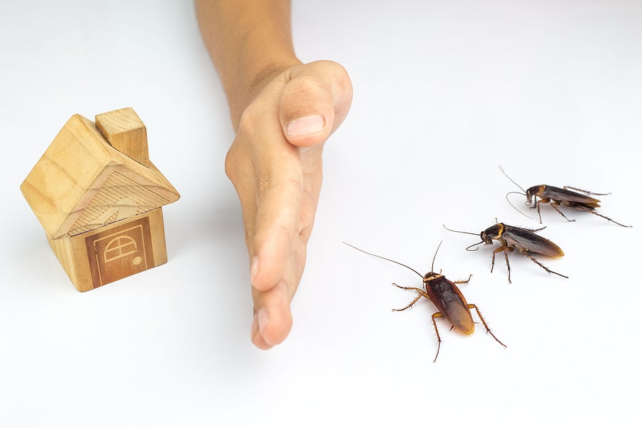 landlord pest prevention and control