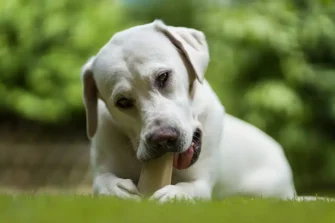 Liabilities and responsibilities for dog owners
