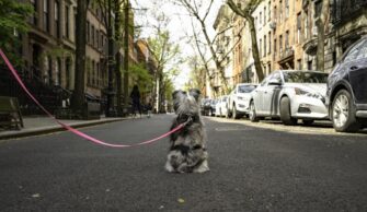 dog-related injuries