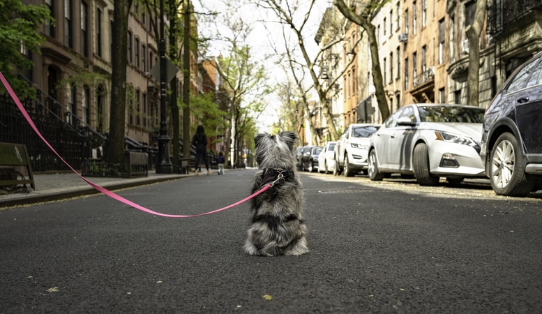 dog-related injuries