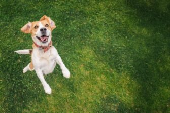 Liabilities and responsibilities for dog owners