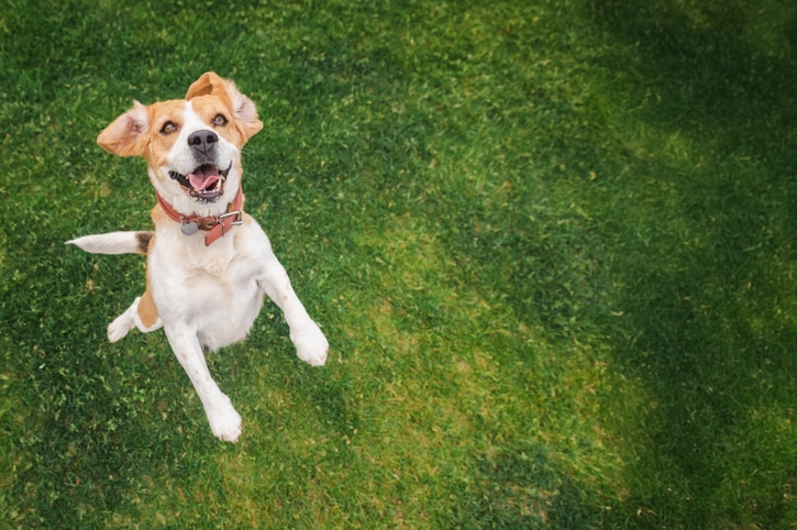 Liabilities and responsibilities for dog owners