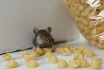 Mouse on counter next to bag of pasta shells